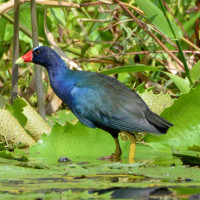 Purple Gallinule